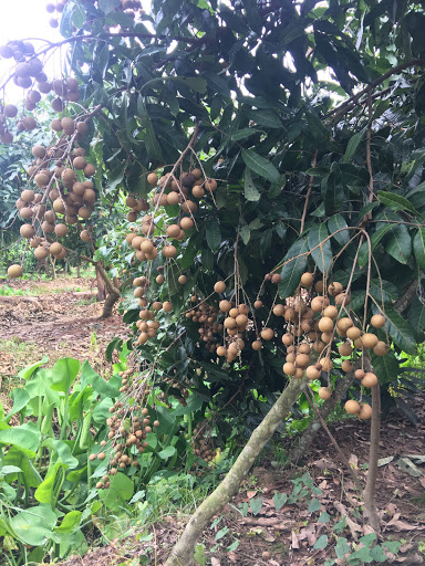 Top 13 cửa hàng kim giáp Huyện Trà Ôn Vĩnh Long 2022