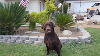 Bryan's Dog Boarding - Photo 6 - Car repair in Perris, CA, Riverside
