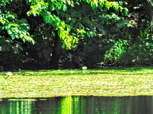 Park «Perrineville Lake Park», reviews and photos, 143 Baird Rd, Millstone, NJ 07726, USA