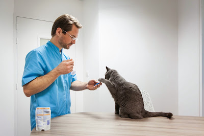 Mon Chat et Moi, vétérinaires à Orvault à Orvault