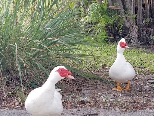 Golf Course «Lake Worth Golf Course», reviews and photos, 1 7th Ave N #1, Lake Worth, FL 33460, USA