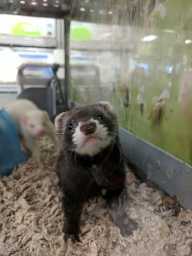Pet Supply Store «Petco Animal Supplies», reviews and photos, 861 Williston Rd, South Burlington, VT 05403, USA