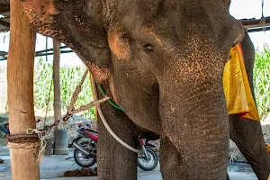Ayutthaya elephant riding image
