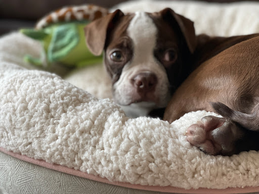 Pet Store «Animal House», reviews and photos, 7869 Hamilton Ave, Cincinnati, OH 45231, USA