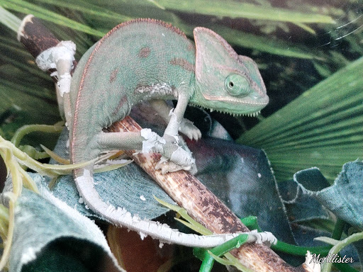 Pet Supply Store «PetSmart», reviews and photos, 9905 E Independence Blvd, Matthews, NC 28105, USA