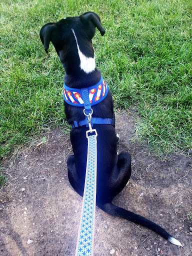 Pet Supply Store «Dog Savvy», reviews and photos, 1402 Larimer St, Denver, CO 80202, USA