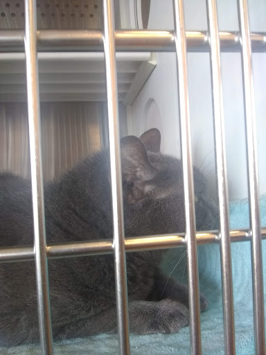 Pet Supply Store «Petsense Cleburne», reviews and photos, 1301 W Henderson St, Cleburne, TX 76033, USA