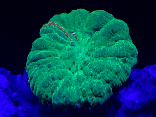 Tropical Fish Store «OceanLife Aquariums», reviews and photos, 5475 West Loop S, Houston, TX 77081, USA