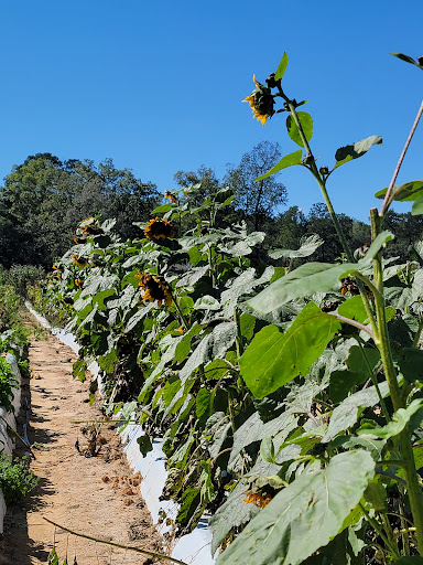 Tourist Attraction «Mitcham Farm», reviews and photos, 797 W Macedonia Church Rd, Oxford, GA 30054, USA
