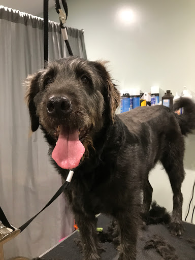 Pet Store «Whisker Bones Supply Co.», reviews and photos, 138 N Main St, Edwardsville, IL 62025, USA