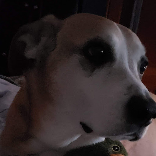 Pet Supply Store «Pet Supplies Plus», reviews and photos, 2424 W State St, Alliance, OH 44601, USA