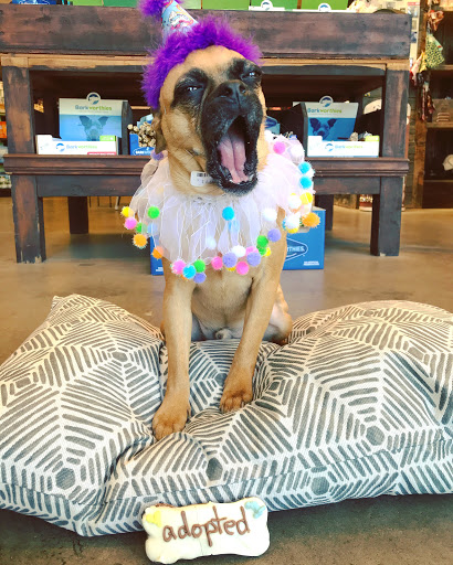 Pet Supply Store «Dog Dish», reviews and photos, 1778 Utica Square, Tulsa, OK 74114, USA