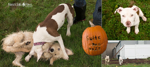 Dog Trainer «Suite Dog Daze», reviews and photos, 2090 Front St NE, Salem, OR 97301, USA