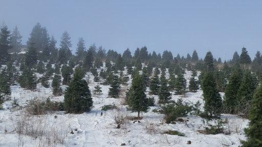 Gift Shop «Sleighbells Of Sherwood (Seasonal Business Open July1-December 23)», reviews and photos, 23855 SW 195th Pl, Sherwood, OR 97140, USA
