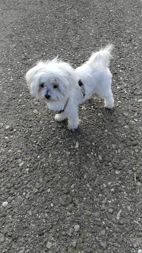 Pensioni per cani e dog hotel a Pet Paradise Capolona