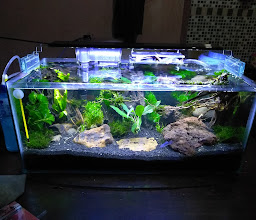 DUNIA AQUARIUM & PET SHOP JATI ASIH BEKASI photo