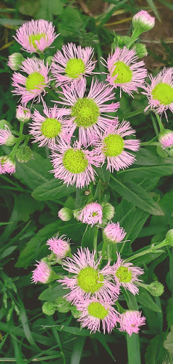 Fast Food Restaurant «Chick-fil-A», reviews and photos, 5150 Merten Dr, Mason, OH 45040, USA