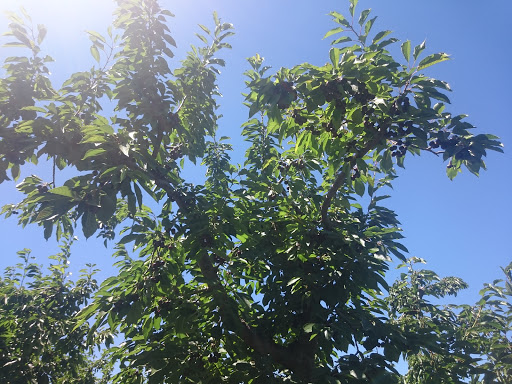 Produce Market «Washington Fruit Place At Barrett Orchards», reviews and photos, 1209 Pecks Canyon Rd, Yakima, WA 98908, USA