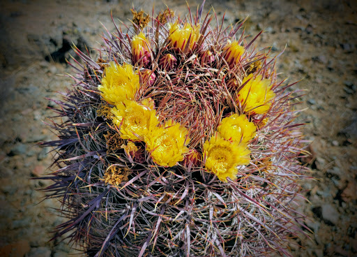 Nature Preserve «Phoenix Sonoran Preserve», reviews and photos, 1900 W Desert Vista Trail, Phoenix, AZ 85085, USA