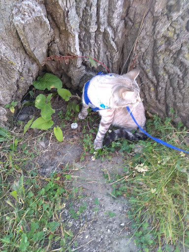 Nature Preserve «Schiller Woods East», reviews and photos, W Irving Park Rd, Chicago, IL 60634, USA