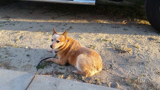 Campground «Ocean Lakes Campground», reviews and photos, 6001 S Kings Hwy, Myrtle Beach, SC 29575, USA