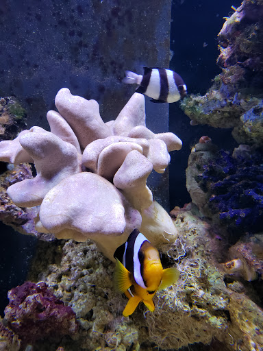 Pet Store «Zoo Creatures Pet Store», reviews and photos, 149 Plaistow Rd, Plaistow, NH 03865, USA