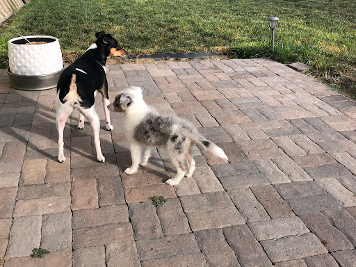 Pet Store «Pet City Pet Shops», reviews and photos, 750 Citadel Dr N # 2092, Colorado Springs, CO 80909, USA