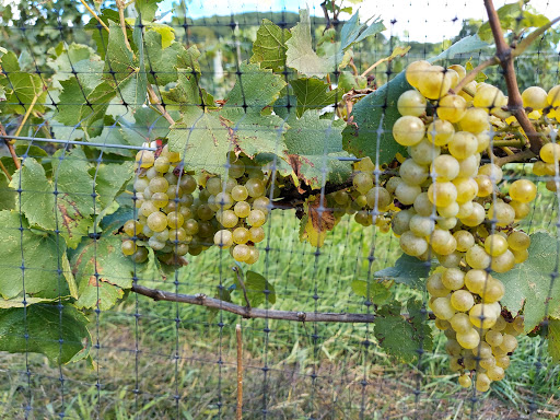 Winery «Millbrook Vineyards & Winery», reviews and photos, 26 Wing Rd, Millbrook, NY 12545, USA