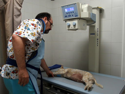 Hospitales y veterinarios de urgencia en Vélez de 2024