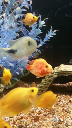 Aquarium «Aquarium World», reviews and photos, 13157 Northwest Fwy, Houston, TX 77040, USA