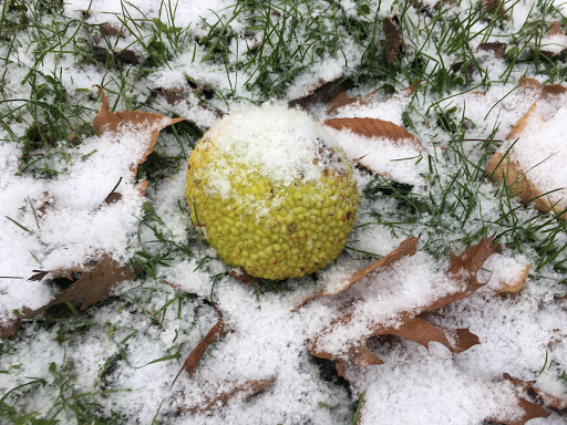 Park «Burnet Woods», reviews and photos, 3251 Brookline Ave, Cincinnati, OH 45220, USA