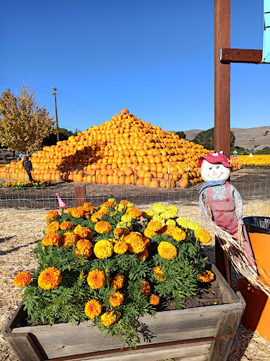Pumpkin Patch «Spina Farms», reviews and photos, Santa Teresa Blvd, Morgan Hill, CA 95037, USA