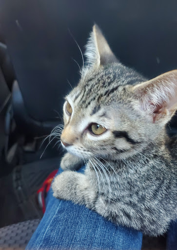 Pet Supply Store «PetSmart», reviews and photos, 4240 S Mooney Blvd, Visalia, CA 93277, USA