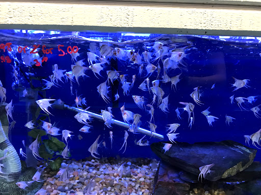 Tropical Fish Store «Stingray Bay», reviews and photos, 17800 E 9 Mile Rd, Eastpointe, MI 48021, USA