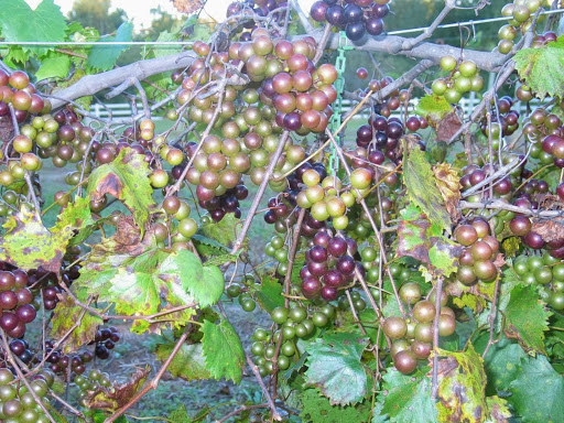 Vineyard «Morgan Creek Vineyards», reviews and photos, 181 Morgan Creek Ln, Harpersville, AL 35078, USA