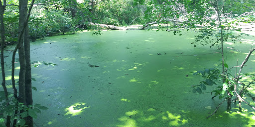 Nature Preserve «Beanblossom Bottoms Nature Preserve - Sycamore Land Trust», reviews and photos, N Woodall Rd, Ellettsville, IN 47429, USA