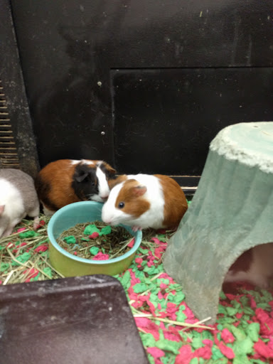 Pet Supply Store «PetSmart», reviews and photos, 7340 W 191st St, Tinley Park, IL 60487, USA