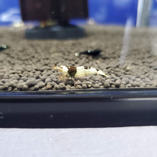 Pet Store «Pet Town», reviews and photos, 7804 Florence Ave, Downey, CA 90240, USA