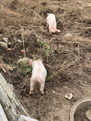 Orchard «George Hill Orchards», reviews and photos, 582 George Hill Rd, South Lancaster, MA 01561, USA