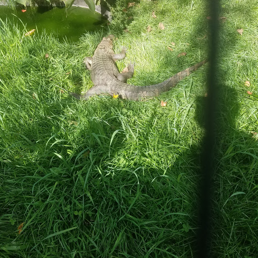 Zoo «Trowbridge Creek Zoo», reviews and photos, 50622 Co Rd 17, Vergas, MN 56587, USA