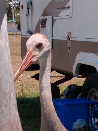 Campground «Savannas Recreation Area», reviews and photos, 1400 E Midway Rd, Fort Pierce, FL 34982, USA