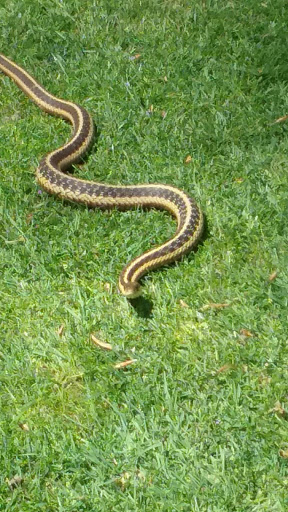 Golf Driving Range «Woodhaven Golf Course», reviews and photos, 275 Miller Rd, Bethany, CT 06524, USA