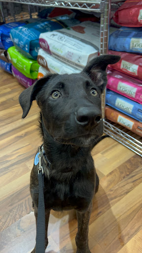 Pet Supply Store «Top Dogs Pet Boutique», reviews and photos, 900 Mansell Rd #13, Roswell, GA 30076, USA