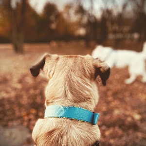 NorthBark Dog Park - photo 53
