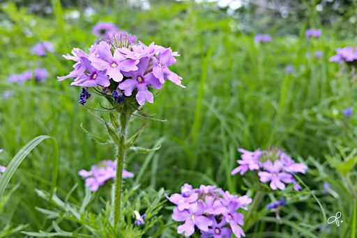 Funeral Home «Restland Funeral Home and Cemetery», reviews and photos, 13005 Greenville Ave, Dallas, TX 75243, USA