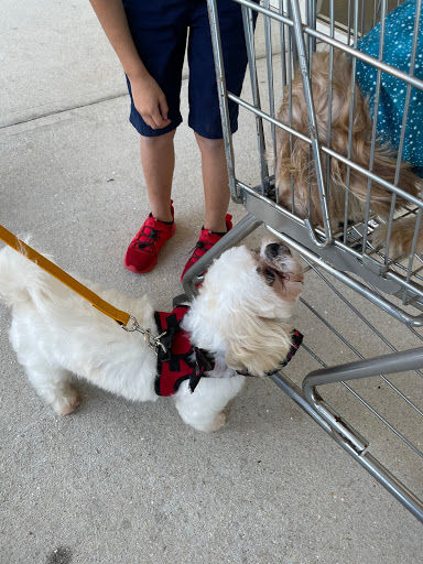 Pet Store «DipidyDawg Gourmet Dog Bakery & Boutique», reviews and photos, 21301 S Tamiami Trail Suite 430, Estero, FL 33928, USA