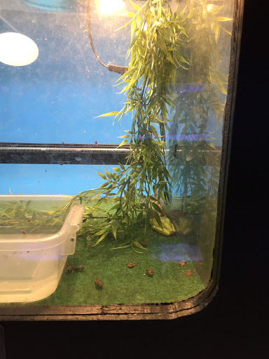 Pet Store «Inland Reef Pet Store», reviews and photos, 817 Cross Lanes Dr, Cross Lanes, WV 25313, USA