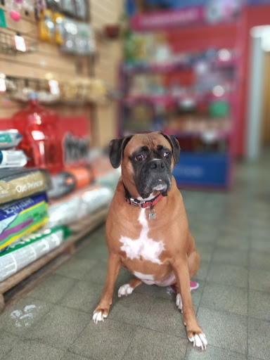 Pet shop chule town