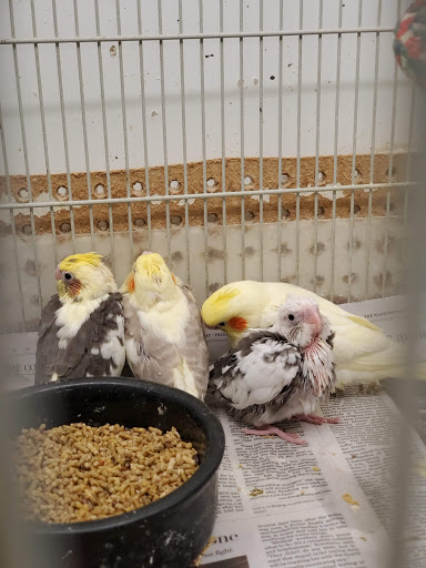 Pet Store «Just for Pets», reviews and photos, 11200 Scaggsville Rd, Laurel, MD 20723, USA