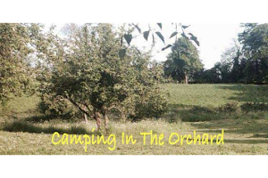Norcott Campsite - Camping In The Orchard image